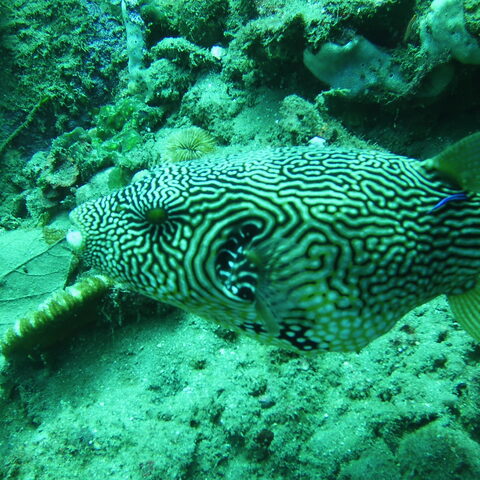 Map pufferfish