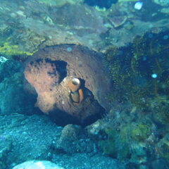 Octopus