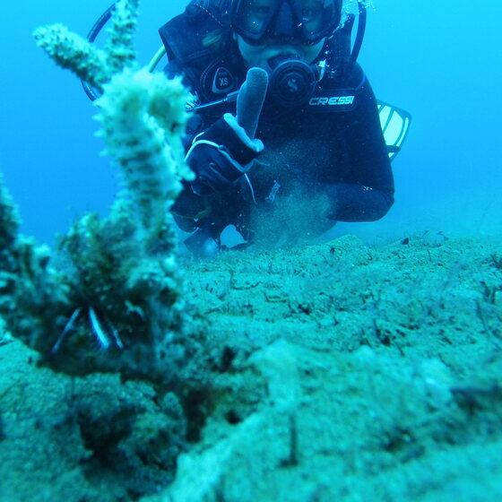 A thorny seahorse hiding on staghorn coral, a diver behind giving a thumbs up
