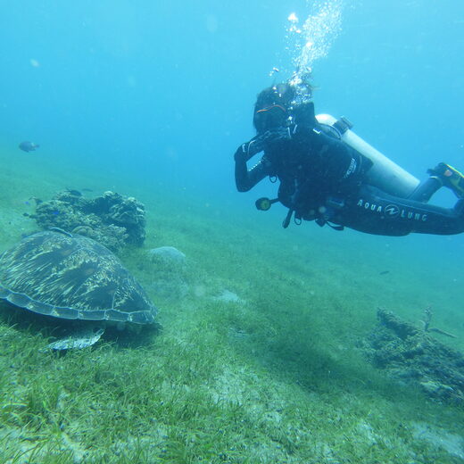 Green sea turtle