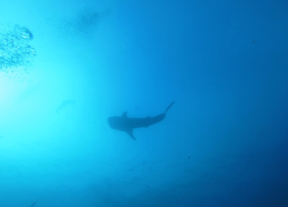 Whale shark